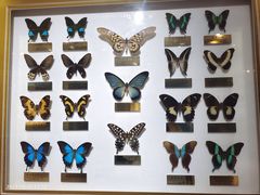 -上海昆虫博物馆