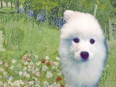 -翊宠yipet猫狗购宠庄园犬舍•猫舍