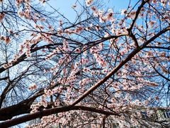 -桃花堤公园