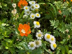 -上海吴淞炮台湾国家湿地公园