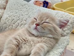 -babydoll猫舍·米努特·德文·缅因(久光中心店)