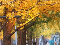-三里屯东五街银杏大道