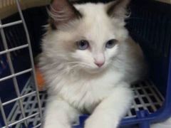-中农国际动物医院24小时·猫科·骨科·急重症中心