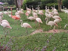-广州长隆飞鸟乐园