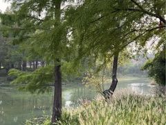 -贡湖湾湿地公园