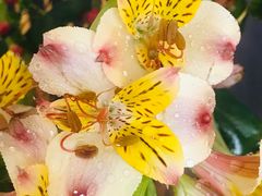 -昆明国际花卉拍卖交易中心