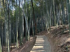 -上海佘山国家森林公园天马山园