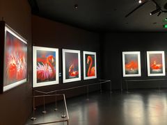 -罗红摄影艺术馆