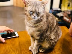 -猫色咖啡·猫咖