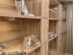 -猫十亿·布偶金渐层·曼基康矮脚猫舍(青年路店)