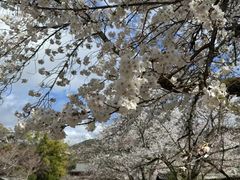-醍醐寺