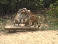 -大连森林动物园