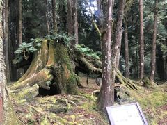 -阿里山神木遗迹