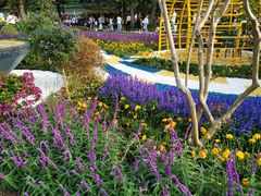 -深圳仙湖植物园