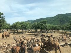 -西安秦岭野生动物园