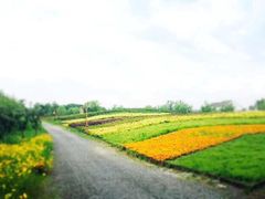 iphone_upload_pic-梁鸿国家湿地公园