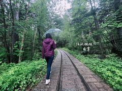 -五营红松林海景区