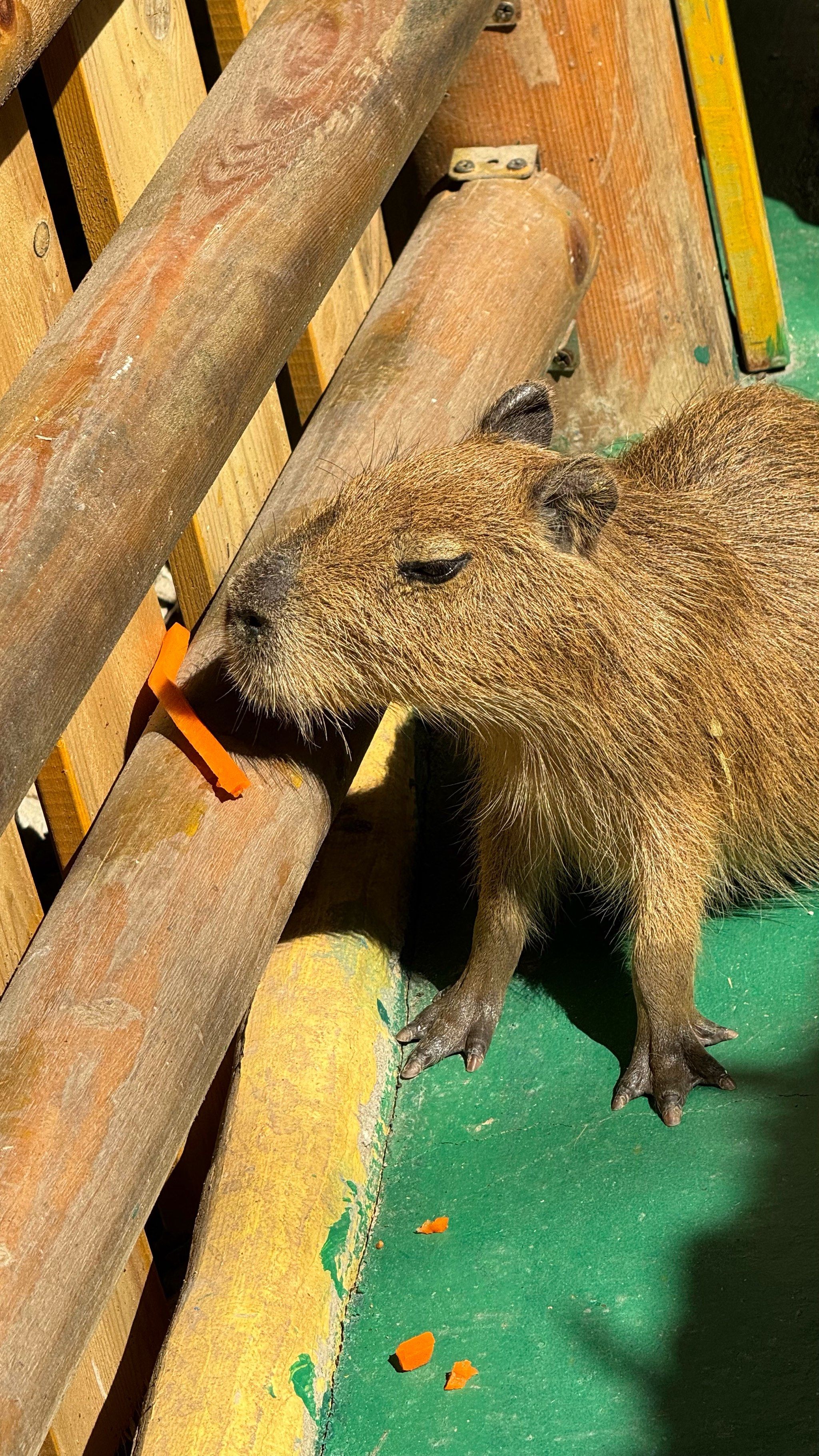 周末带娃宝藏去处 萌宠动物园
