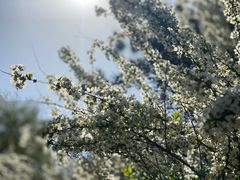 -北京国际鲜花港