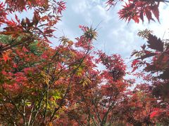 -广州市帽峰山景区