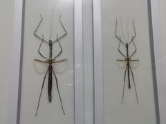 -上海昆虫博物馆