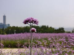 -深圳人才公园