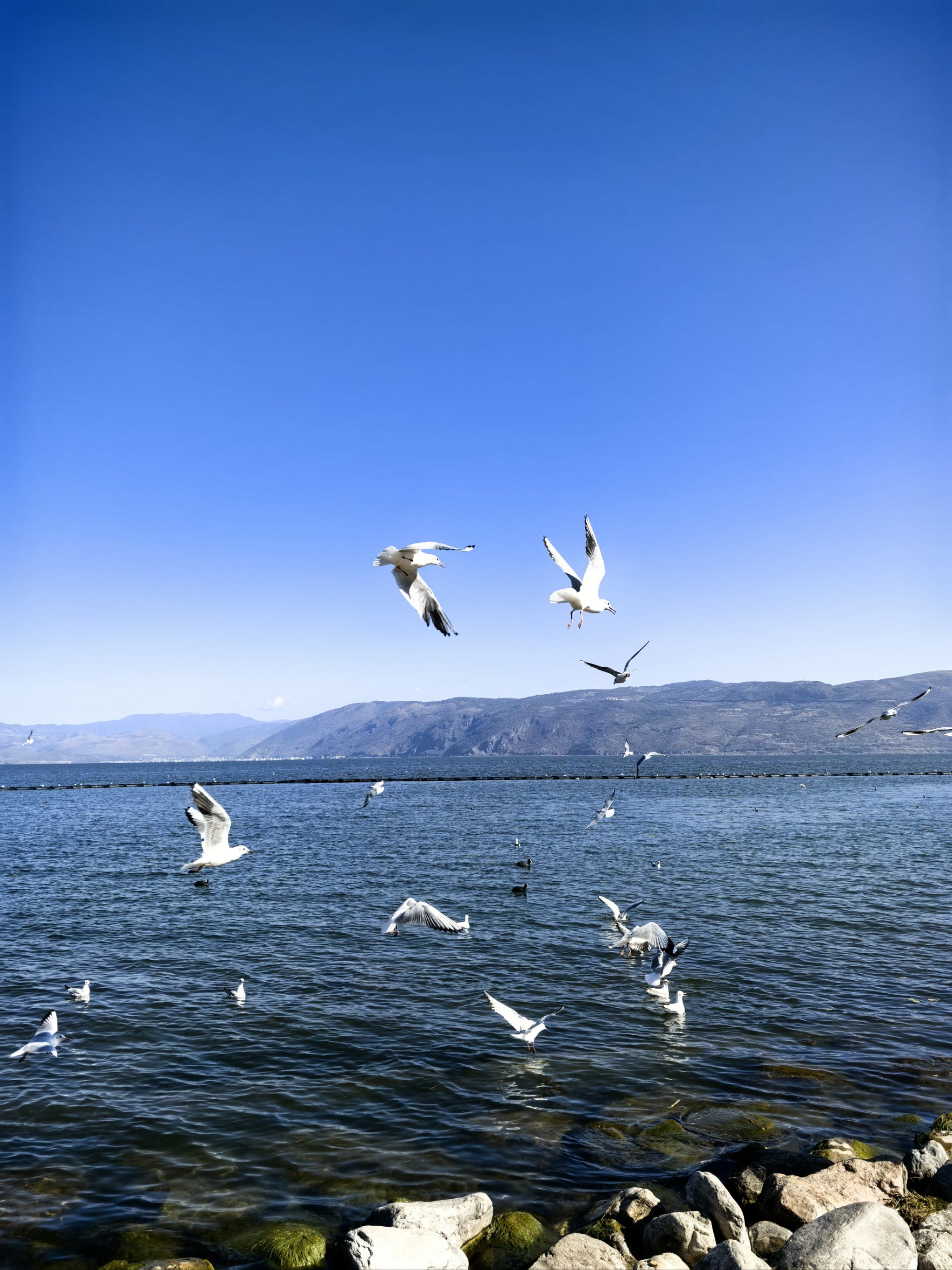 海鸥与天空,我与远方