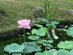 -陈家山荷花公园