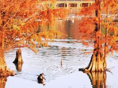 -海珠湖公园
