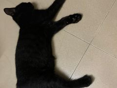 -创凡宠物医院·骨专科  猫科中心(西乡分院)