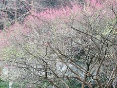 -杭州植物园