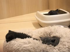-momokira米努特·德文卷毛猫·棉花面纱犬