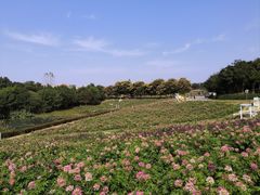 -大塘金香草谷