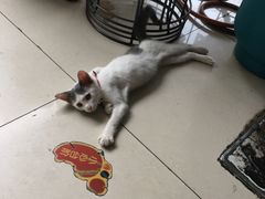 大堂-孙记大碗皮肚面(后宰门店)