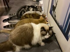 -咖法森林·咖啡  酒吧(天河店)