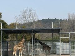 -上方山森林动物世界