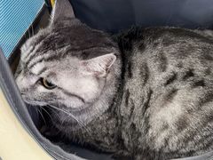 -乖乖宠物医院·猫科·骨科·24小时(云岗分院)