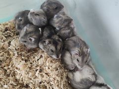 -怪兽屋·羊驼·猫咖·狗咖(俊华广场店)