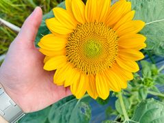 -光明小镇欢乐田园