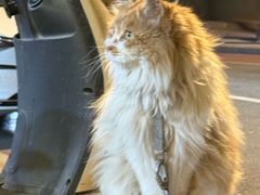 -BABIT巴比特宠物(MOMOPARK店)