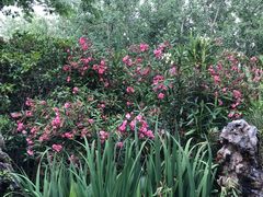 -合肥滨湖国家森林公园