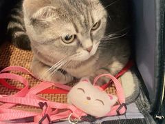 -纳吉亚猫专科动物医院·北北分院