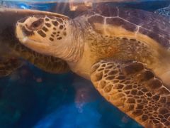 -烟台海昌鲸鲨海洋公园