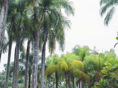 -中国科学院西双版纳热带植物园