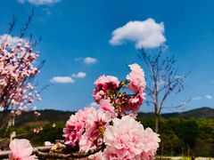 -天适樱花悠乐园