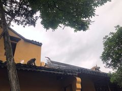 -灵岩山风景区