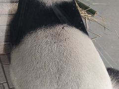 -东莞香市动物园