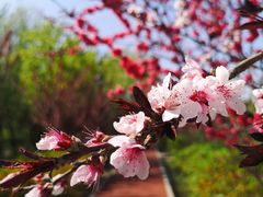 -永定河休闲森林公园