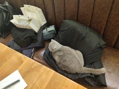 -猫小院猫主题餐厅(三里屯店)
