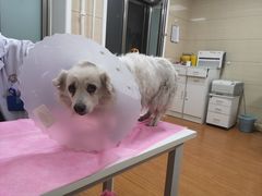 -北京观赏动物医院·24小时大型综合·猫专科·异宠专科